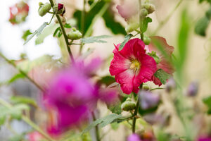 Hollyhock Hollyhock