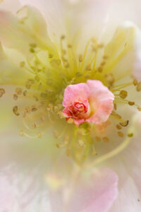 Double exposure rose blossom and close-up of the pistils Double exposure rose blossom and close-up of the pistils