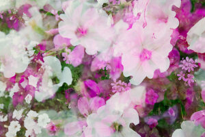 Arrangement of summer flowers, petunias, geraniums, verbena and ivy geranium captured in a double exposure Arrangement of summer flowers, petunias, geraniums, verbena and ivy geranium captured in a double exposure