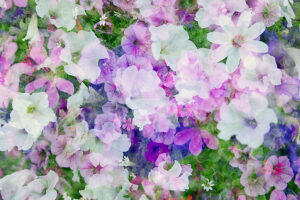 Arrangement of summer flowers, petunias, geraniums, verbena and ivy geranium captured in a double exposure Arrangement of summer flowers, petunias, geraniums, verbena and ivy geranium captured in a double exposure
