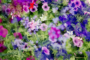 Arrangement of summer flowers, petunias, geraniums, verbena and ivy geranium captured in a double exposure Arrangement of summer flowers, petunias, geraniums, verbena and ivy geranium captured in a double exposure