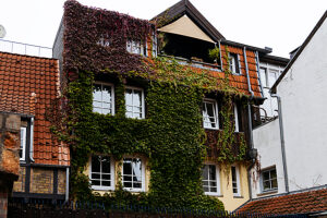 vine-covered house wall vine-covered house wall