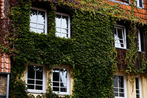 vine-covered house wall vine-covered house wall