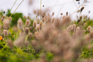 Almost withered hare clover, Trifolium arvense Almost withered hare clover, Trifolium arvense