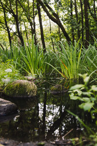 Forest stream near Solitüde beach, with marsh irises and moss-covered stones Forest stream near Solitüde beach, with marsh irises and moss-covered stones