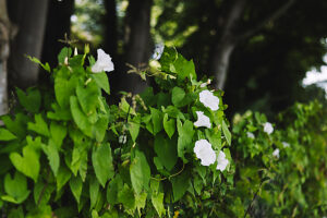 White fence bindweed White fence bindweed