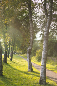 Birch trees on the zur Exe road in Flensburg Birch trees on the zur Exe road in Flensburg