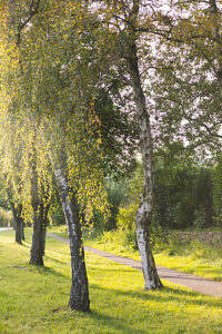 Birch trees on the zur Exe road in Flensburg Birch trees on the zur Exe road in Flensburg