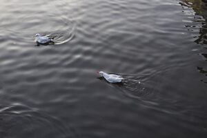 2 seagulls in the harbor of Flensburg 2 seagulls in the harbor of Flensburg