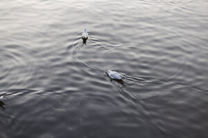 2 seagulls in the harbor of Flensburg 2 seagulls in the harbor of Flensburg