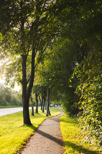 Birch trees on the Zur Exe road in Flensburg Birch trees on the Zur Exe road in Flensburg