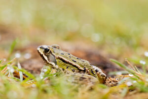 Pond frog Pond frog
