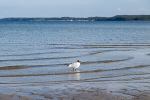 Holnis peninsula, beach, Glücksburg, black-headed gull Holnis peninsula, beach, Glücksburg, black-headed gull