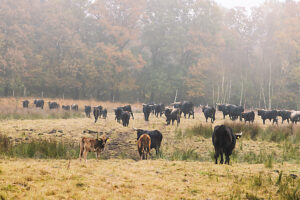Aurochs, Fröruper Berge, Oeversee Aurochs, Fröruper Berge, Oeversee