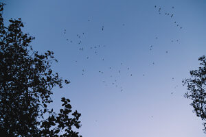Crows, blue sky Crows, blue sky