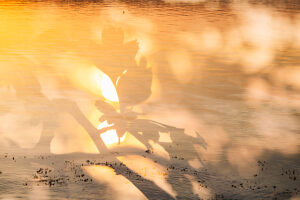 Sunset Quellental, Glücksburg, double exposure Sunset Quellental, Glücksburg, double exposure