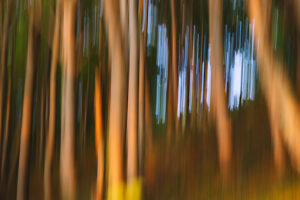 Sunset Quellental, Glücksburg, long exposure of the trees Sunset Quellental, Glücksburg, long exposure of the trees