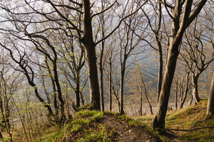 Spring in the forest in Quellental near Glücksburg