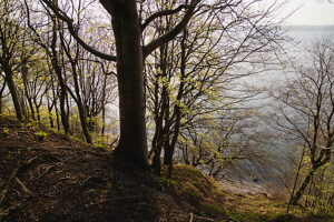 Spring in the forest in Quellental near Glücksburg