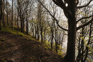 Spring in the forest in Quellental near Glücksburg