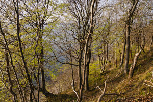 Spring in the forest in Quellental near Glücksburg