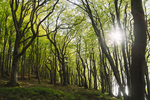 Spring in the forest in Quellental near Glücksburg