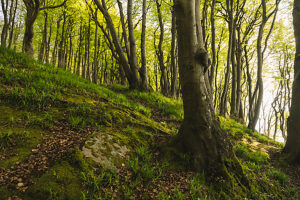 Spring in the forest in Quellental near Glücksburg