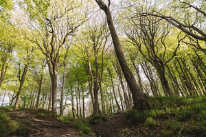 Spring in the forest in Quellental near Glücksburg