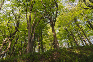 Spring in the forest in Quellental near Glücksburg