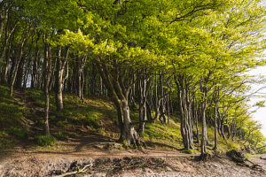 Glücksburg on the Baltic Sea, Quellental beach and forest