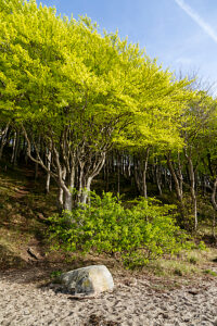 Glücksburg on the Baltic Sea, Quellental beach and forest