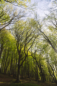 Spring in the forest in Quellental near Glücksburg