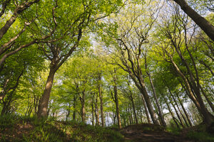 Spring in the forest in Quellental near Glücksburg