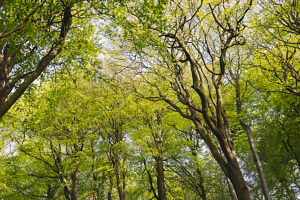 Spring in the forest in Quellental near Glücksburg