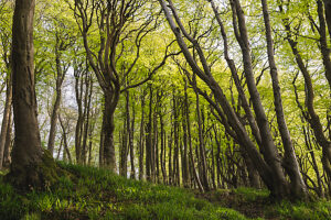 Spring in the forest in Quellental near Glücksburg