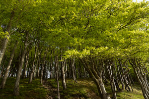 Spring in the forest in Quellental near Glücksburg