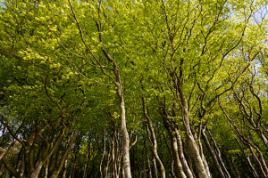 Spring in the forest in Quellental near Glücksburg