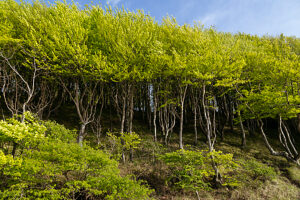 Spring in the forest in Quellental near Glücksburg