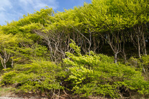 Spring in the forest in Quellental near Glücksburg