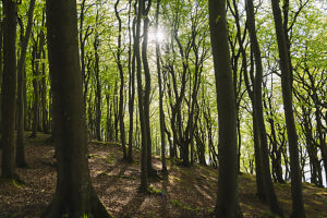 Spring in the forest in Quellental near Glücksburg