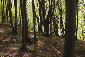 Spring in the forest in Quellental near Glücksburg
