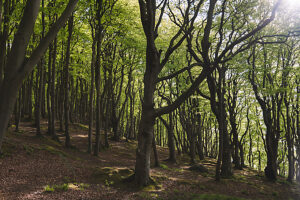 Spring in the forest in Quellental near Glücksburg