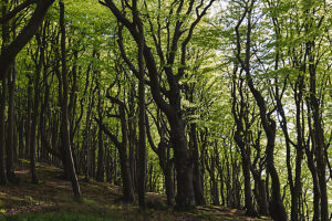 Spring in the forest in Quellental near Glücksburg