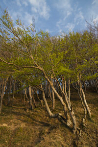 Spring in the forest in Quellental near Glücksburg