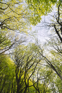 Spring in the forest in Quellental near Glücksburg