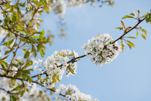 Ornamental cherry