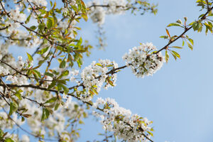 Ornamental cherry