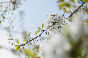 Ornamental cherry