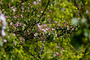 Ornamental apple (Malus)
