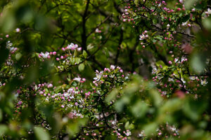 Ornamental apple (Malus)